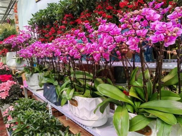 郑州花卉市场每天客流量约2万人次，盆花价格较往年下降15%~20%
