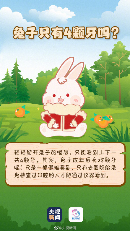 兔子的最爱不是胡萝卜