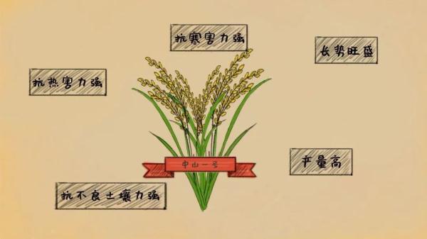 “稻”说古今,揭秘饭碗里这粒米的“前世今生” “稻”说古今,揭秘饭碗里这粒米的“前世今生”