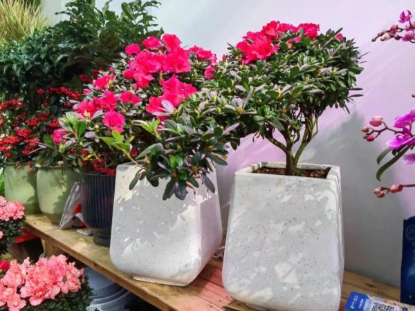 郑州花卉市场每天客流量约2万人次，盆花价格较往年下降15%~20%