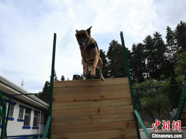 云南保山一警犬协助缴毒逾73公斤 获评功勋犬