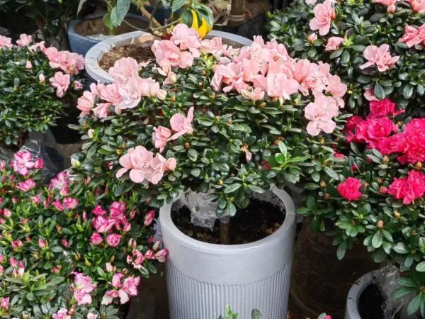 郑州花卉市场每天客流量约2万人次，盆花价格较往年下降15%~20%