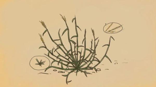 “稻”说古今,揭秘饭碗里这粒米的“前世今生” “稻”说古今,揭秘饭碗里这粒米的“前世今生”