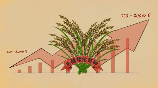 “稻”说古今,揭秘饭碗里这粒米的“前世今生” “稻”说古今,揭秘饭碗里这粒米的“前世今生”