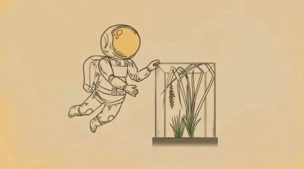 “稻”说古今,揭秘饭碗里这粒米的“前世今生” “稻”说古今,揭秘饭碗里这粒米的“前世今生”