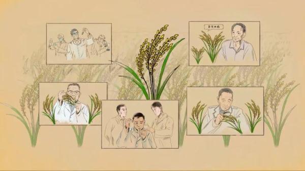 “稻”说古今,揭秘饭碗里这粒米的“前世今生” “稻”说古今,揭秘饭碗里这粒米的“前世今生”