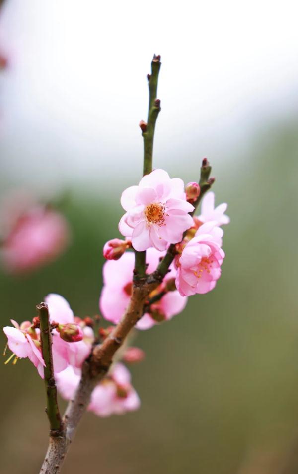 太美了！深圳梅园花开似海，最佳观赏时间就现在
