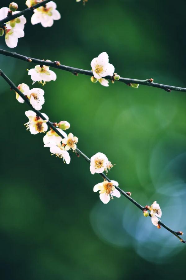 太美了！深圳梅园花开似海，最佳观赏时间就现在