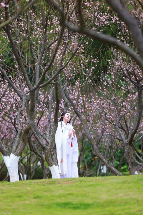 太美了！深圳梅园花开似海，最佳观赏时间就现在