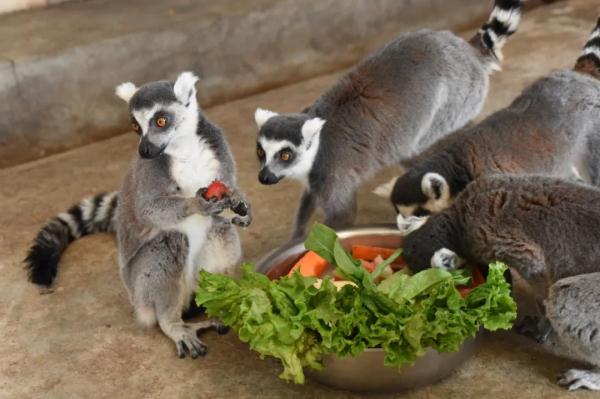 仪式感拉满!看动物们的“年夜饭”都吃啥? 仪式感拉满!看动物们的“年夜饭”都吃啥?