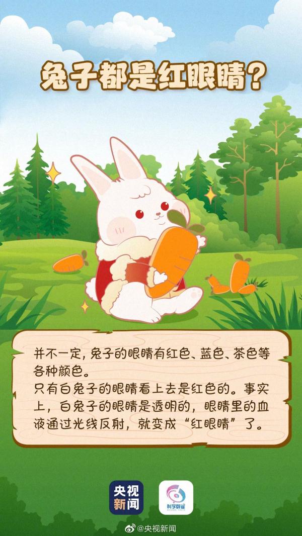 原来你是这样的兔子 原来你是这样的兔子