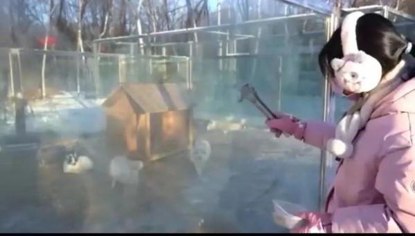 赏雪雕、看萌宠、吃冰火锅！在冰城体验雪博会最美打开方式