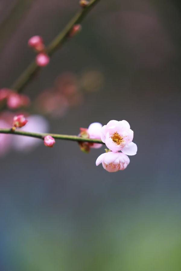 太美了！深圳梅园花开似海，最佳观赏时间就现在