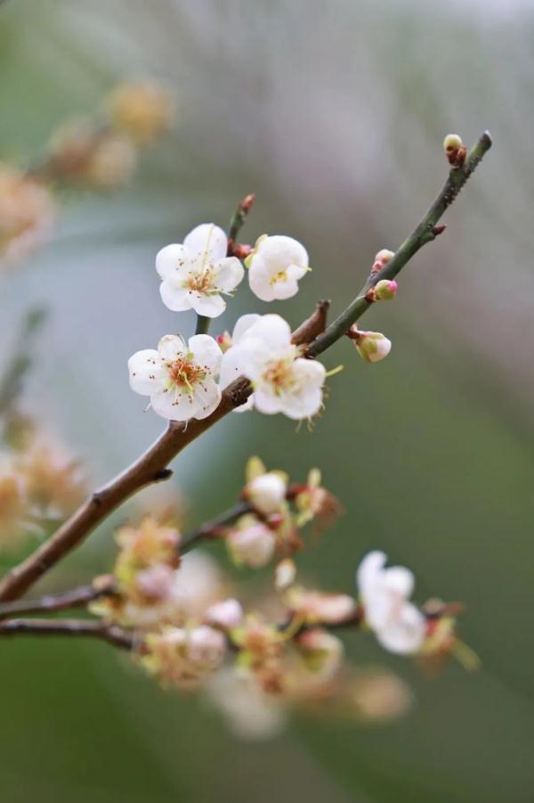 太美了！深圳梅园花开似海，最佳观赏时间就现在