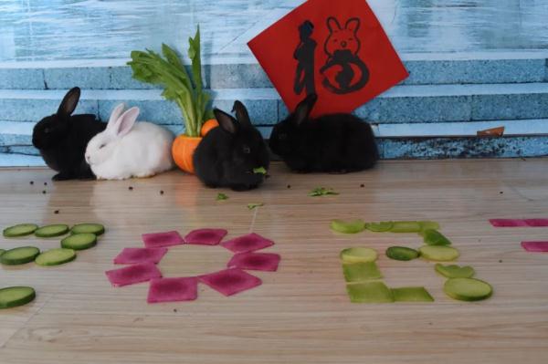 仪式感拉满!看动物们的“年夜饭”都吃啥? 仪式感拉满!看动物们的“年夜饭”都吃啥?