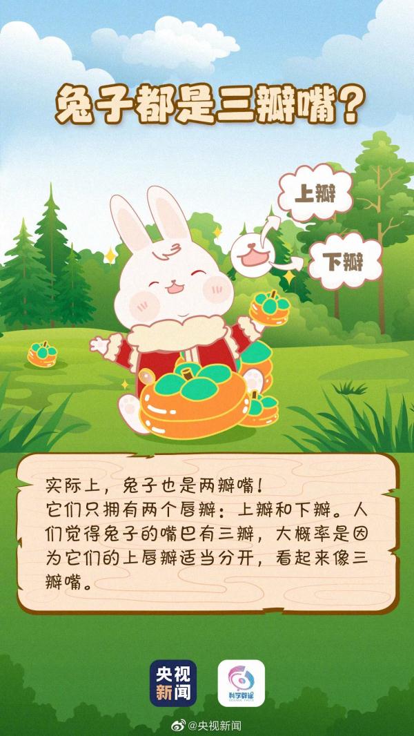 原来你是这样的兔子 原来你是这样的兔子