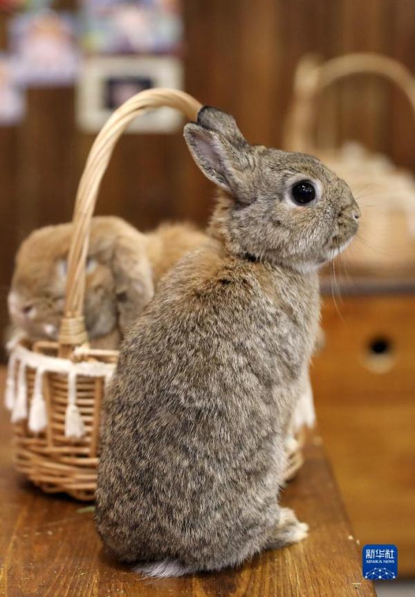 萌兔来了