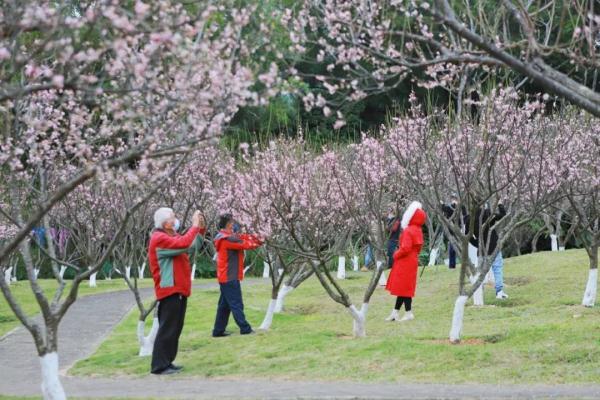 太美了！深圳梅园花开似海，最佳观赏时间就现在