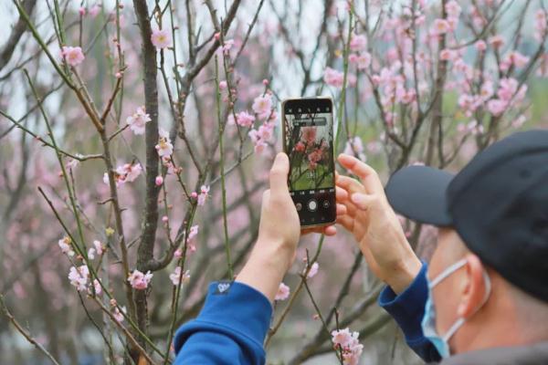 太美了！深圳梅园花开似海，最佳观赏时间就现在