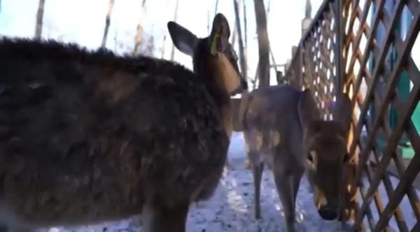 赏雪雕、看萌宠、吃冰火锅！在冰城体验雪博会最美打开方式