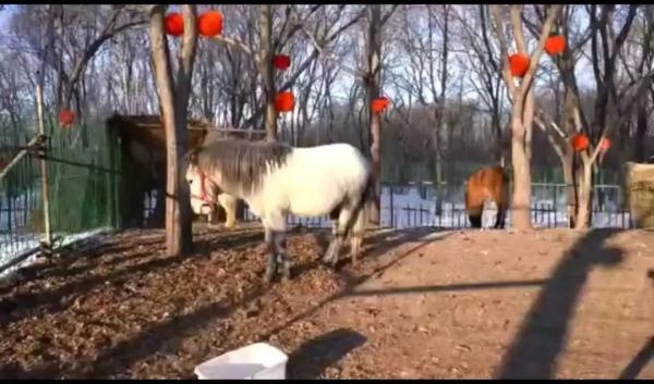 赏雪雕、看萌宠、吃冰火锅！在冰城体验雪博会最美打开方式