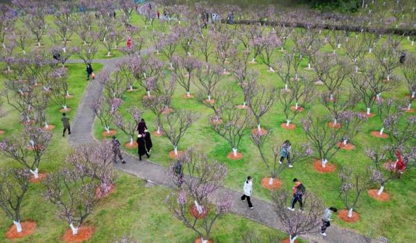 太美了！深圳梅园花开似海，最佳观赏时间就现在