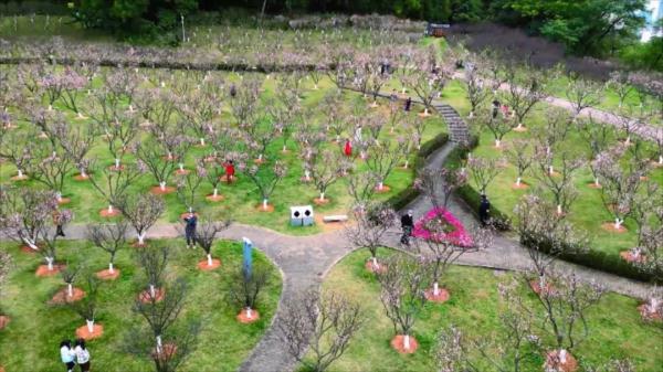 太美了！深圳梅园花开似海，最佳观赏时间就现在