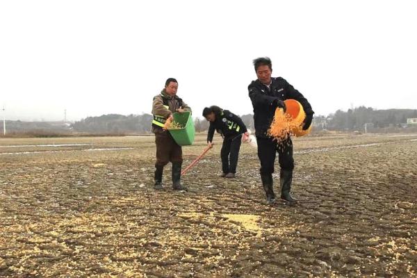 威宁为草海越冬候鸟投放“冬粮”