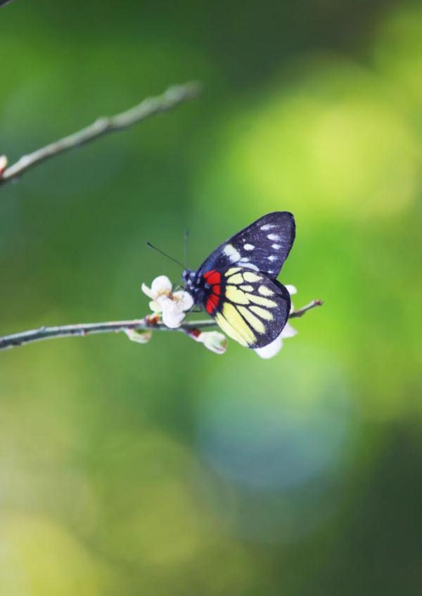 太美了！深圳梅园花开似海，最佳观赏时间就现在