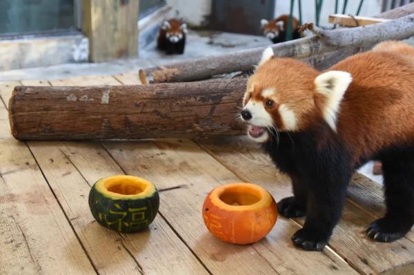 仪式感拉满!看动物们的“年夜饭”都吃啥? 仪式感拉满!看动物们的“年夜饭”都吃啥?