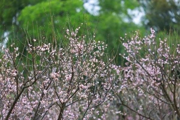 太美了！深圳梅园花开似海，最佳观赏时间就现在
