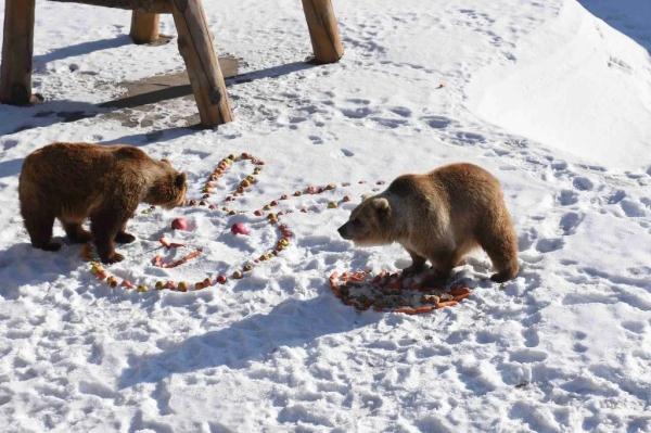 仪式感拉满!看动物们的“年夜饭”都吃啥? 仪式感拉满!看动物们的“年夜饭”都吃啥?