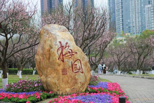 太美了！深圳梅园花开似海，最佳观赏时间就现在