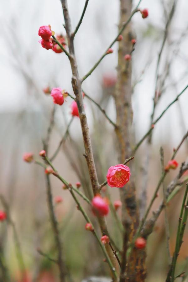 太美了！深圳梅园花开似海，最佳观赏时间就现在