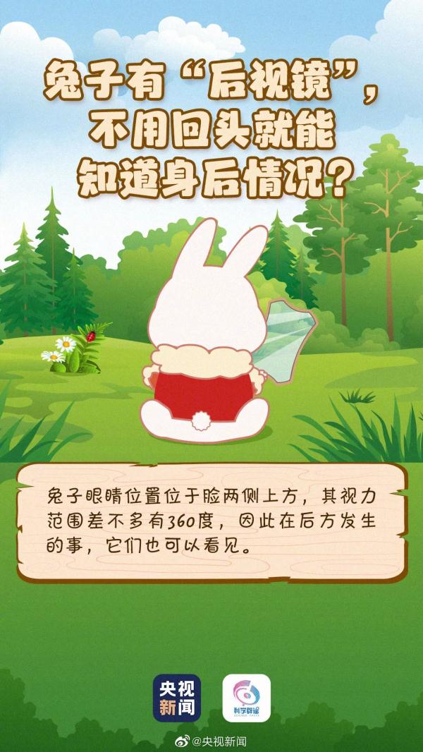 原来你是这样的兔子 原来你是这样的兔子