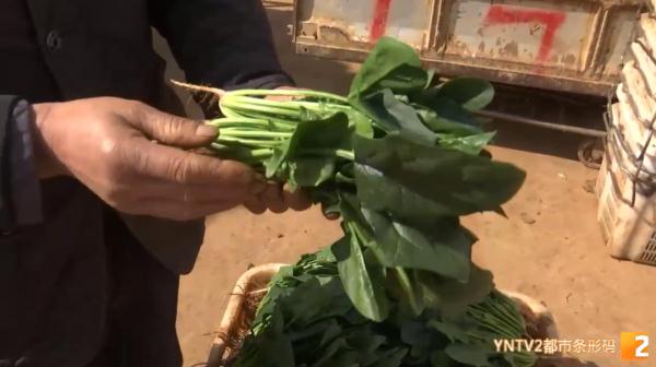 3年没回老家过年！他忙碌一年到头，只为守住万千市民的“菜篮子”