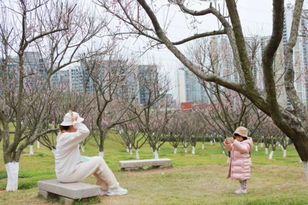 太美了！深圳梅园花开似海，最佳观赏时间就现在
