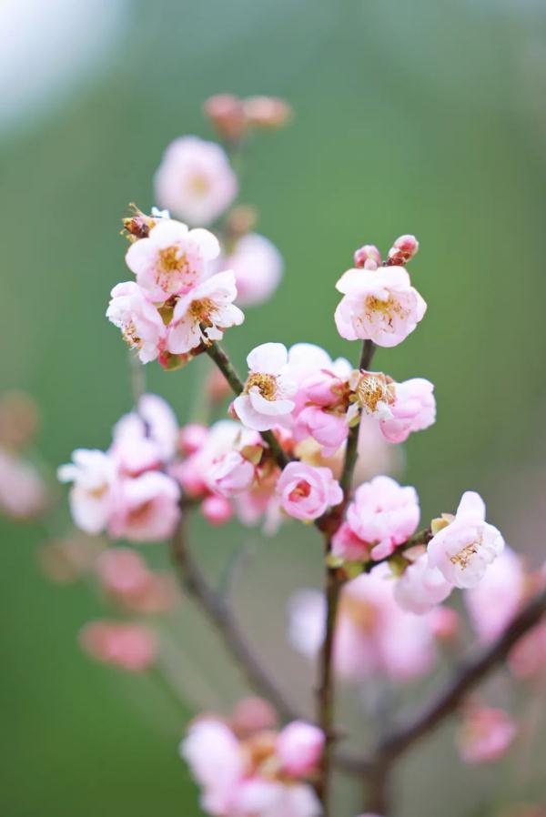 太美了！深圳梅园花开似海，最佳观赏时间就现在
