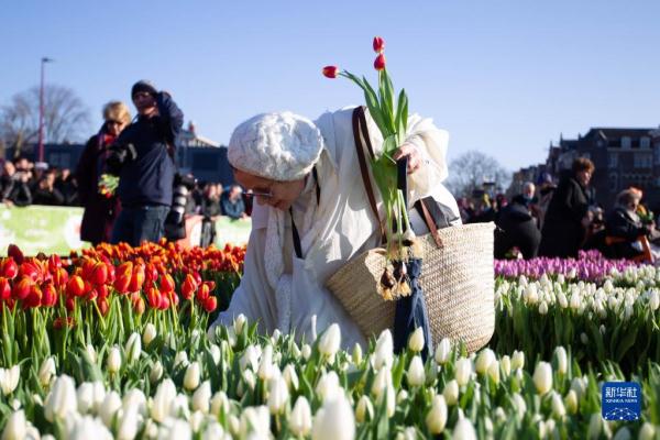 荷兰：色彩斑斓的郁金香日