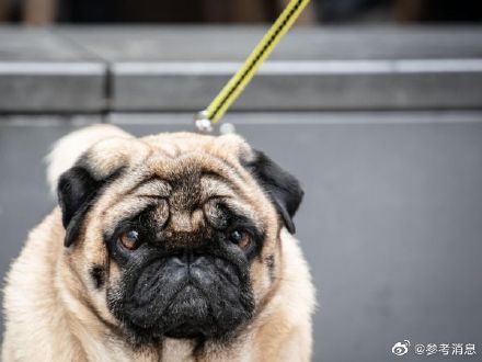 荷兰禁养不健康繁殖宠物