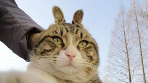 “以猫代兔”！越南成为唯一庆祝“猫年”的国家