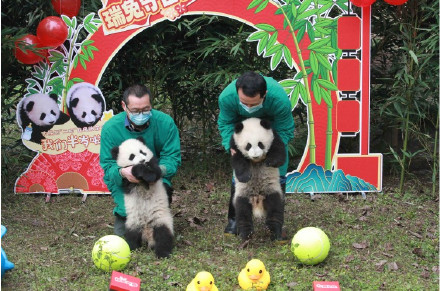 重庆龙凤胎熊猫宝宝征名