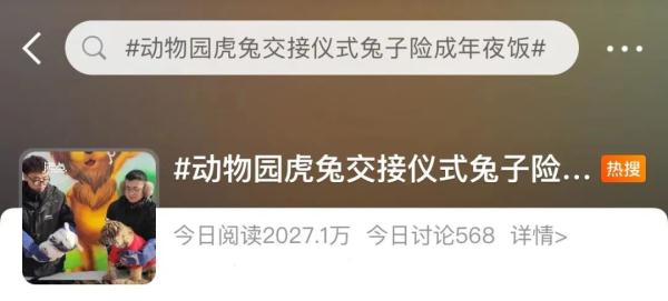 动物园“虎兔交接”上热搜，兔子瑟瑟发抖：险成年夜饭