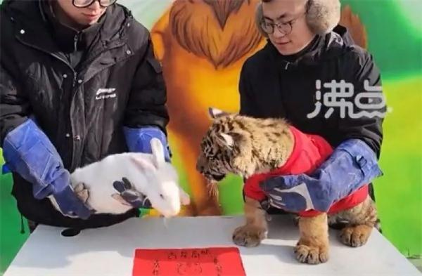 动物园“虎兔交接”上热搜，兔子瑟瑟发抖：险成年夜饭