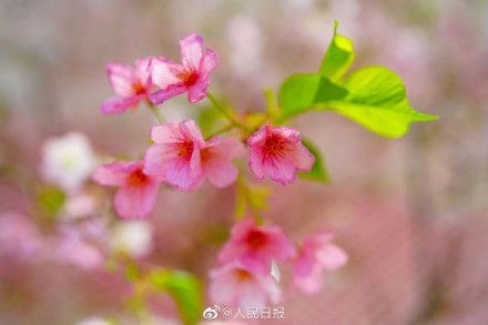 花开见喜!北京玉渊潭的早樱开了 花开见喜!北京玉渊潭的早樱开了