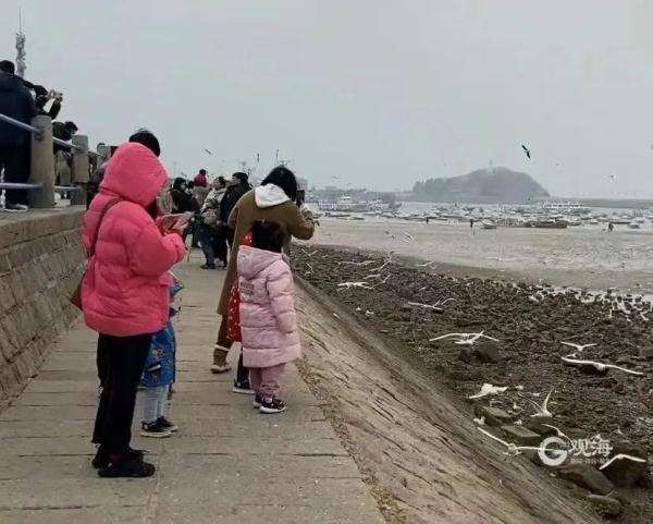 大年初一山东“蓝衣大哥”跳海救人!全网点赞寻人! 大年初一山东“蓝衣大哥”跳海救人!全网点赞寻人!