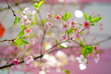花开见喜!北京玉渊潭的早樱开了 花开见喜!北京玉渊潭的早樱开了