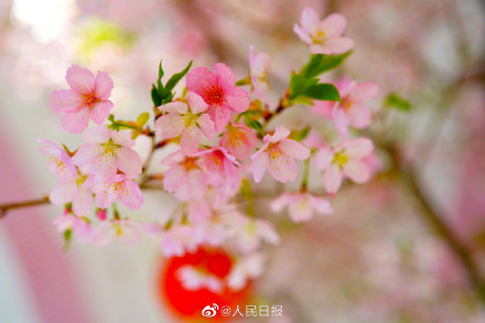 花开见喜!北京玉渊潭的早樱开了 花开见喜!北京玉渊潭的早樱开了