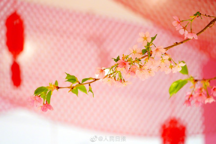 花开见喜!北京玉渊潭的早樱开了 花开见喜!北京玉渊潭的早樱开了