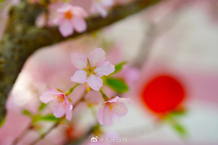 花开见喜!北京玉渊潭的早樱开了 花开见喜!北京玉渊潭的早樱开了